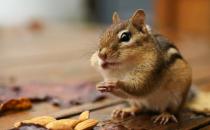 栗鼠的簡(jiǎn)介-栗鼠的生活習(xí)性