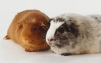 秘魯緞毛天竺鼠怎么養？秘魯緞毛天竺鼠生活環境