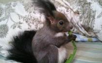 魔王松鼠的簡介-魔王松鼠的習性