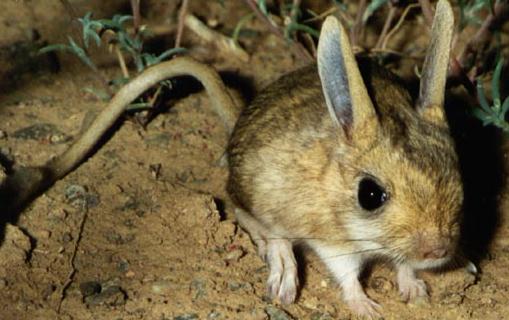 跳鼠的生活習性-現在還有跳鼠嗎？