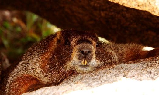 土撥鼠怎么養?土撥鼠的品種