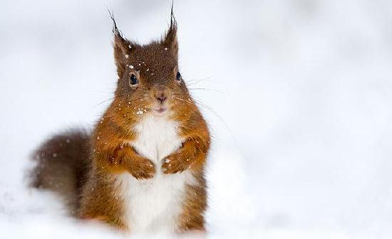 雪地松鼠的簡介-雪地松鼠怎么養？
