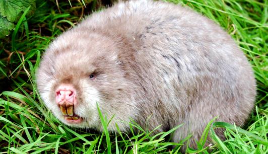 竹鼠怎么養？竹鼠的價值