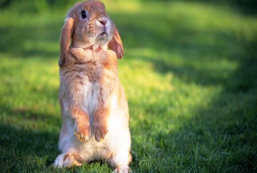 安哥拉兔的產地是哪里?安哥拉兔的價格