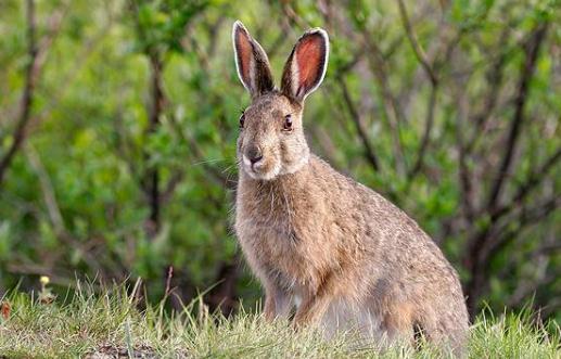比利時兔的價格-比利時兔怎么養(yǎng)?