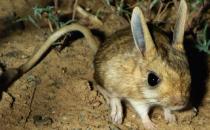 跳鼠的生活習性-現在還有跳鼠嗎？