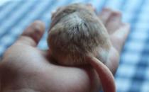 通心粉鼠的簡介-通心粉鼠怎么養？