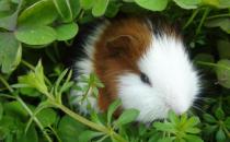 豚鼠怎么養？豚鼠和倉鼠的區別