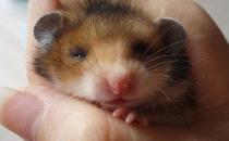 西施熊怎么養(yǎng)？西施熊飼養(yǎng)環(huán)境