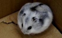 一線倉鼠怎么養(yǎng)？一線倉鼠的喂食要點