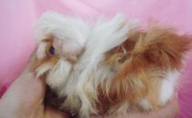 長卷毛天竺鼠的簡介-長卷毛天竺鼠的飼養環境