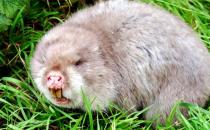 竹鼠怎么養？竹鼠的價值