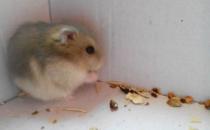 紫衣倉鼠的簡介-紫衣倉鼠的生長環境