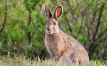 比利時兔的價格-比利時兔怎么養？