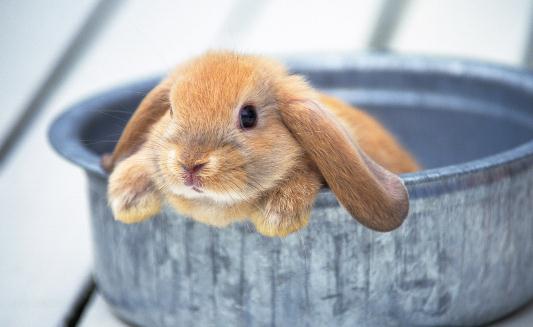 垂耳兔怎么養?垂耳兔的產地