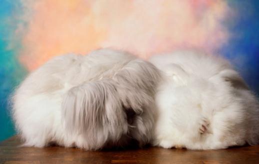 法國安哥拉兔怎么養(yǎng)?法國安哥拉兔的價格