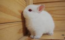 波蘭兔怎么養(yǎng)？波蘭兔的簡介