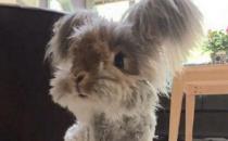 草泥兔的產地是哪里？草泥兔多少錢可以買到？