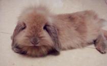 法國垂耳兔的產地-法國垂耳兔怎么養？