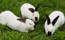 公羊兔怎么養(yǎng)？公羊兔的產地是哪里？