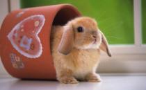 公主兔怎么養？公主兔的飼養方法