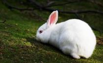 哈爾濱大白兔的形態特征有哪些？