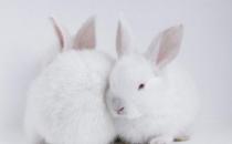 哈爾濱大白兔怎么養(yǎng)？哈白兔的養(yǎng)殖方法