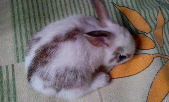 潔西伍莉的價(jià)格-潔西伍莉多少錢能買?