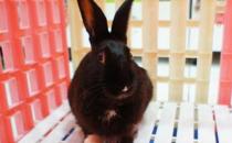 哈瓦那兔如何護理？哈瓦那兔怎么斷奶？