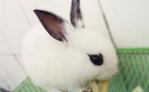 海棠兔怎么養？海棠兔的養殖方法