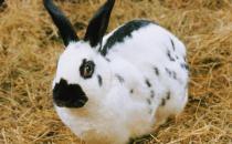 加利福尼亞兔的外形特征有哪些？