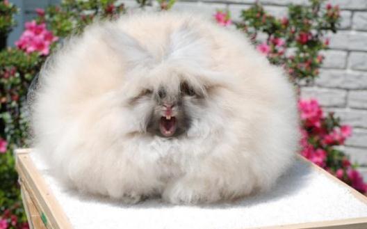 巨型安哥拉兔的價(jià)格是多少?