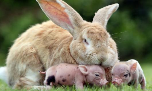 巨型格仔兔多少錢一只?