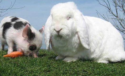 巨型格仔兔的產(chǎn)地-巨型格仔兔產(chǎn)自哪里?