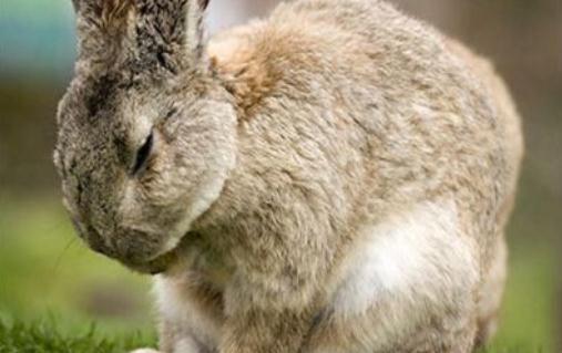 巨型花明兔價格-巨型花明兔多少錢能買到?