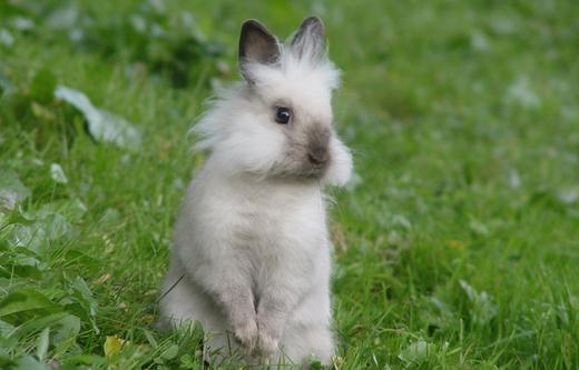 巨型金吉拉兔的簡介-巨型金吉拉兔是什么?