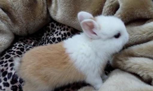 雷克斯兔的價格-雷克斯兔如何日常打理？