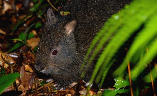 琉球兔的形態(tài)特征有哪些？