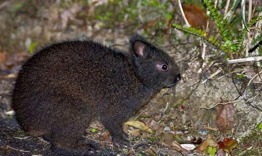 琉球兔怎么養？琉球兔吃什么？