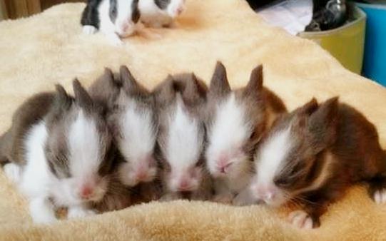 貓貓兔的簡(jiǎn)介-貓貓兔是什么兔子?