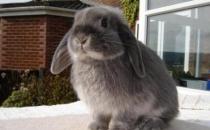 美國費斯垂耳兔的簡介-美國費斯垂耳兔是什么品種？