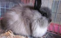 美國費斯垂耳兔多少錢能買到？