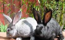 金吉拉兔的養殖環境應該是怎樣的？