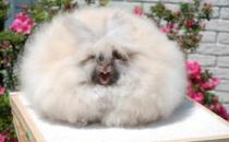 巨型安哥拉兔的價(jià)格是多少？