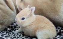 雷克斯兔的簡介-雷克斯兔是什么兔子？