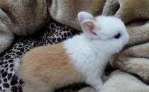 雷克斯兔的價格-雷克斯兔如何日常打理？