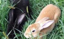 蓮山黑兔的簡介-蓮山黑兔是什么？