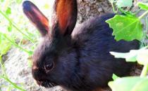 蓮山黑兔怎么養？蓮山黑兔多少錢能買到？