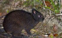 琉球兔怎么養(yǎng)？琉球兔吃什么？