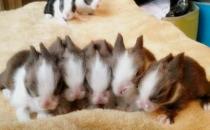 貓貓兔的簡介-貓貓兔是什么兔子？